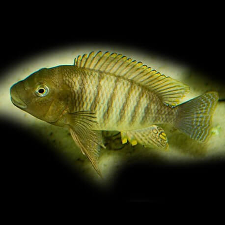 Petrochromis famula 4,5-5,5cm