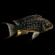 Petrochromis trewavasae 3,5-4,5cm