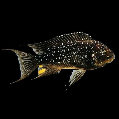 Petrochromis trewavasae XL