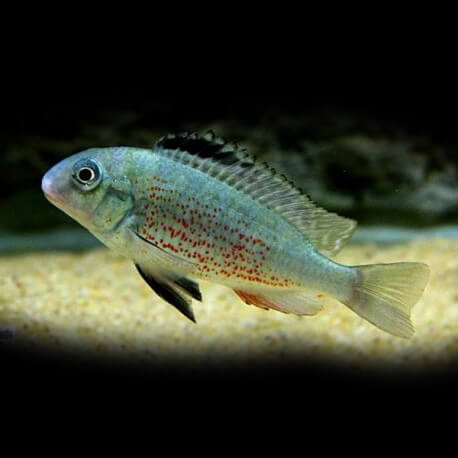 Simochromis babaulti yellow tiger 3,5-4,5cm