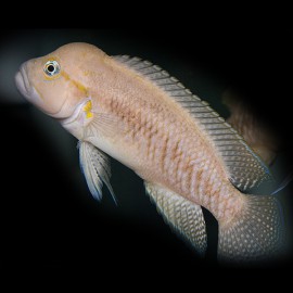 Telmatochromis burgeoni 4 - 5 cm