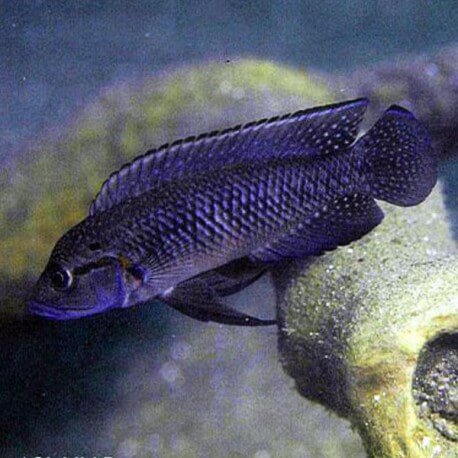 Telmatochromis caninus 4-5cm