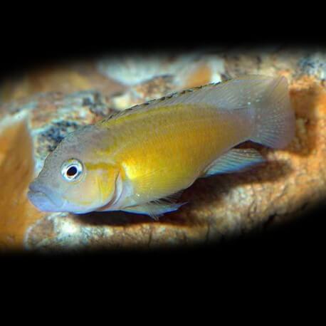 Telmatochromis dhondti orange 4-5cm