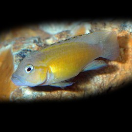 Telmatochromis dhondti orange XL