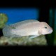 Telmatochromis temporalis 5 - 7 cm