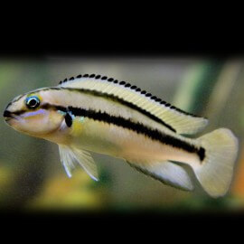 Telmatochromis vittatus 4 cm