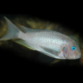 Tropheus anectemus polli 3,5-4,5cm