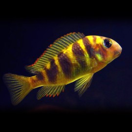 Tropheus brichardi kipilli XL