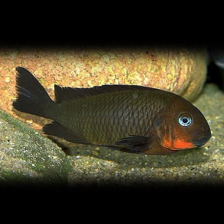 Tropheus brichardi mpimbwe 4-5cm