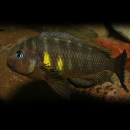 Tropheus brichardi ulwille 4,5-5,5cm