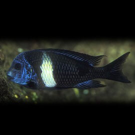 Tropheus duboisi 3,5 - 4 cm