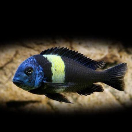 Tropheus duboisi maswa 5 - 6 cm