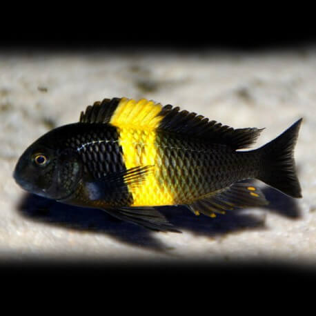 Tropheus moori kiriza 3,5 - 4 cm