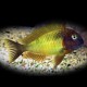 Tropheus moorii « nkonde" 3,5-4,5cm