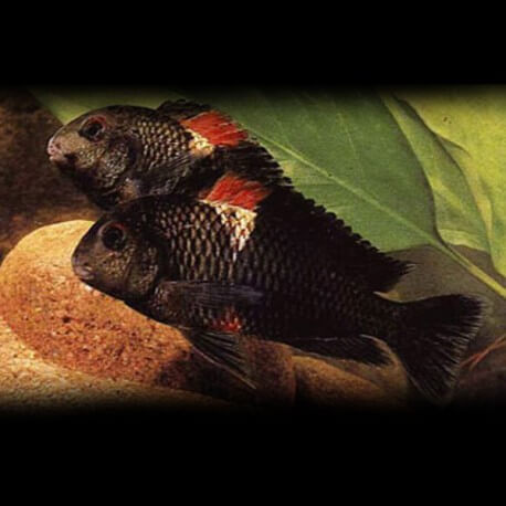 Tropheus moorii brabant rutu +9,5cm