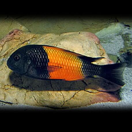 Tropheus moorii bright orange 3 cm