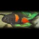 Tropheus moorii bulu - point 4,5 - 6 cm