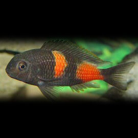 Tropheus moorii bulu - point 4,5 - 6 cm