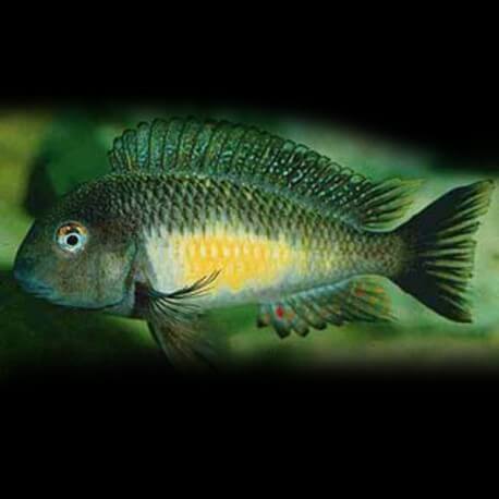 Tropheus moorii calambo 3,5-4cm