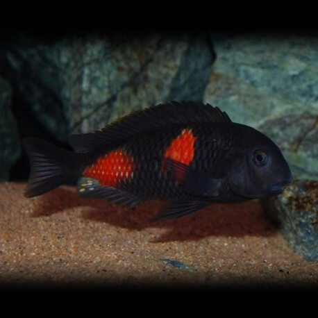 Tropheus moorii double spot 3,5-4cm