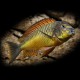 Tropheus moorii golden kazumba 4 - 5 cm