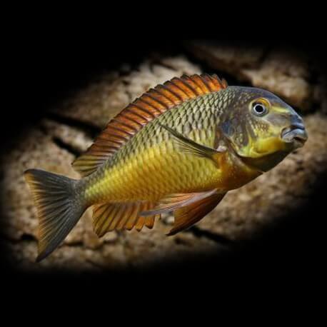 Tropheus moorii golden kazumba 4 - 5 cm