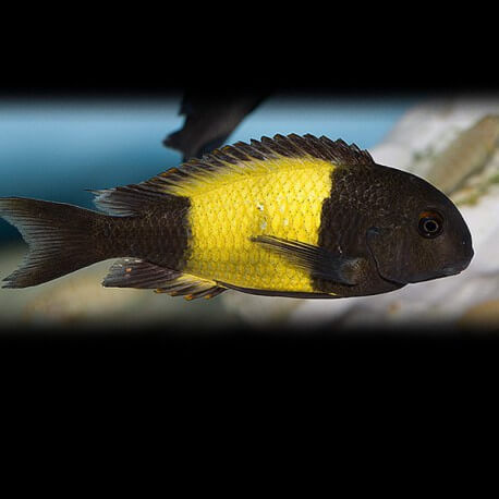 Tropheus moorii ikola 2-3cm