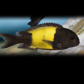 Tropheus moorii ikola 6 - 8 cm