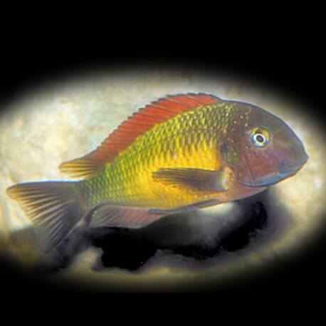 Tropheus moorii kachese 3,5-4,5cm