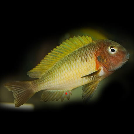 Tropheus moorii kala yellow 3,5-4,5cm