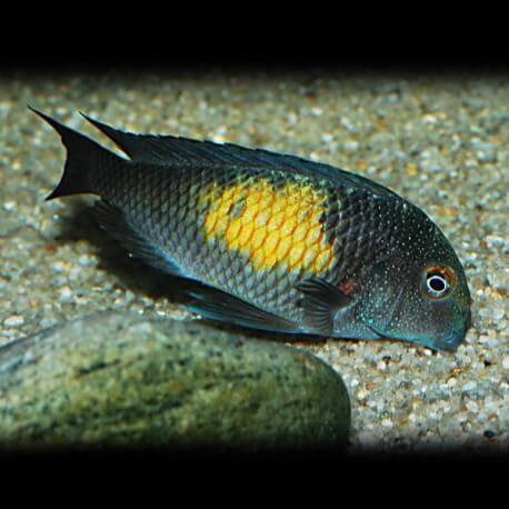 Tropheus moorii kapampa 6,5-8cm