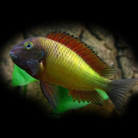 Tropheus moorii linangu 3,5-4,5cm
