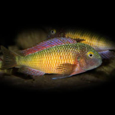 Tropheus moorii lufuba 3,5-4,5cm