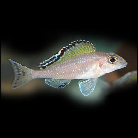 Xenotilapia spilopterus kipille 4-5cm