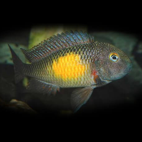 Tropheus moorii mpulungu > 9 cm