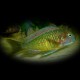 Tropheus moorii muza 3,5-4,5cm