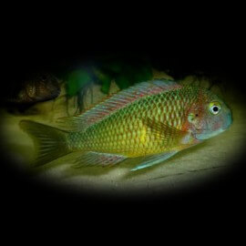 Tropheus moorii muza 3,5-4,5cm