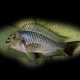 Tropheus moorii mwerazi 3,5-4,5cm