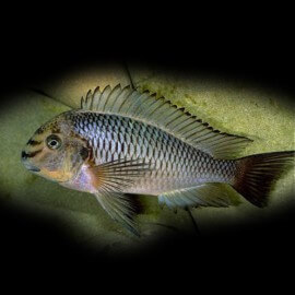 Tropheus moorii mwerazi 3,5-4,5cm