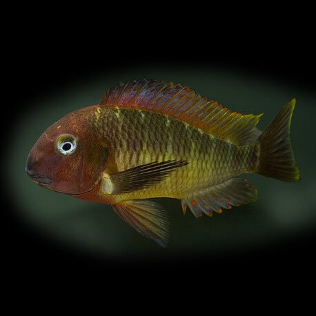 Tropheus moorii namansi red 3,5-4,5cm