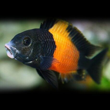 Tropheus moorii orange I 7 - 9 cm