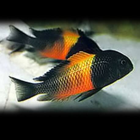 Tropheus moorii orange I "bemba" 3 cm