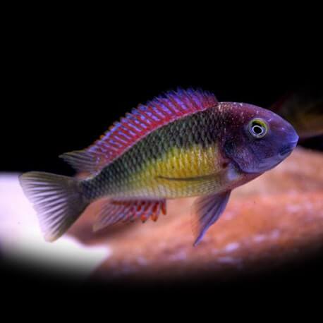 Tropheus moorii red rainbow 3,5 - 4 cm