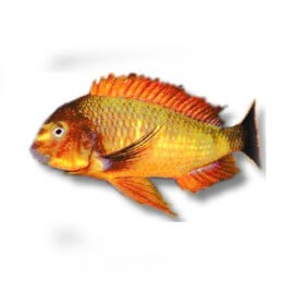Tropheus moorii sambia red 7-9cm