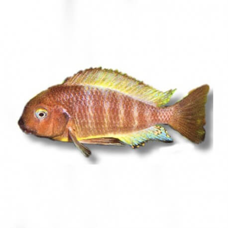 Tropheus moorii ujiji 5-7cm