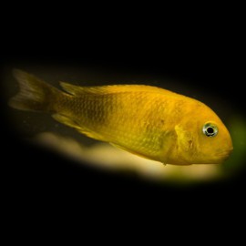 Tropheus brichardi namansi gold XL