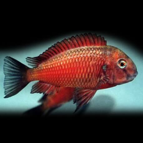 Tropheus moori moliro fire craker 2-3cm