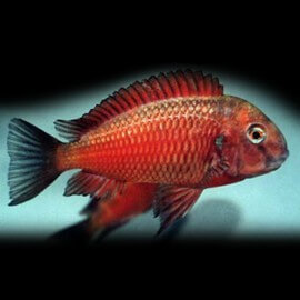 Tropheus moori moliro fire craker 3-4cm