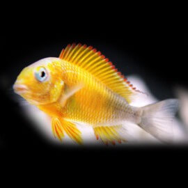 Tropheus moorii Kiriza yellow 4,5-5 cm