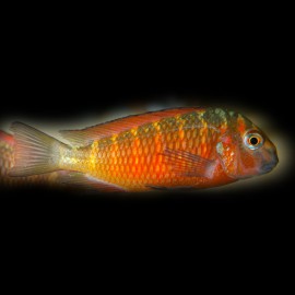 Tropheus moorii moliro orange fire craker 2-3cm